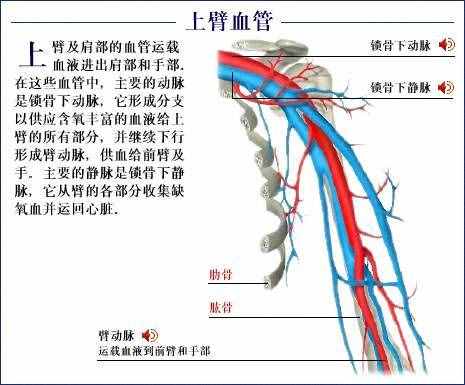 「转载」史上最全的人体（组织器官）全图