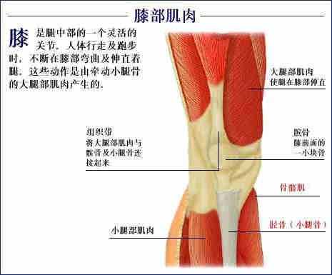 「转载」史上最全的人体（组织器官）全图