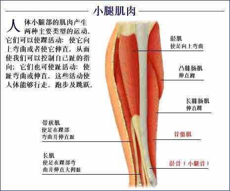 「转载」史上最全的人体（组织器官）全图