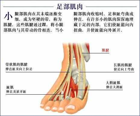 「转载」史上最全的人体（组织器官）全图