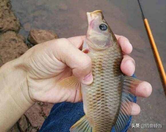 石头山上产出“黄金鱼”？那是大桥石鲤！是当地钓鱼人的致爱