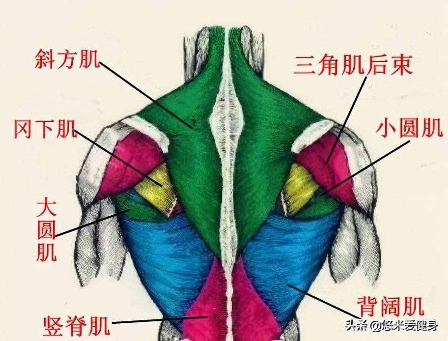 练背不用太复杂，只需做好5个哑铃动作，全面刺激整个背部肌群