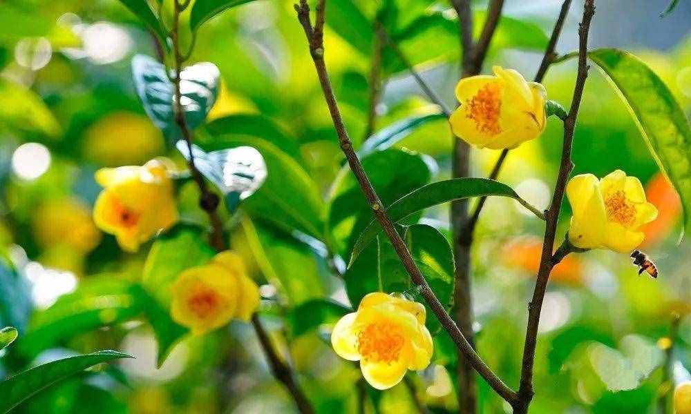 此花卉被誉为是“植物大熊猫”，通体金黄，芳香四溢，越来越少见