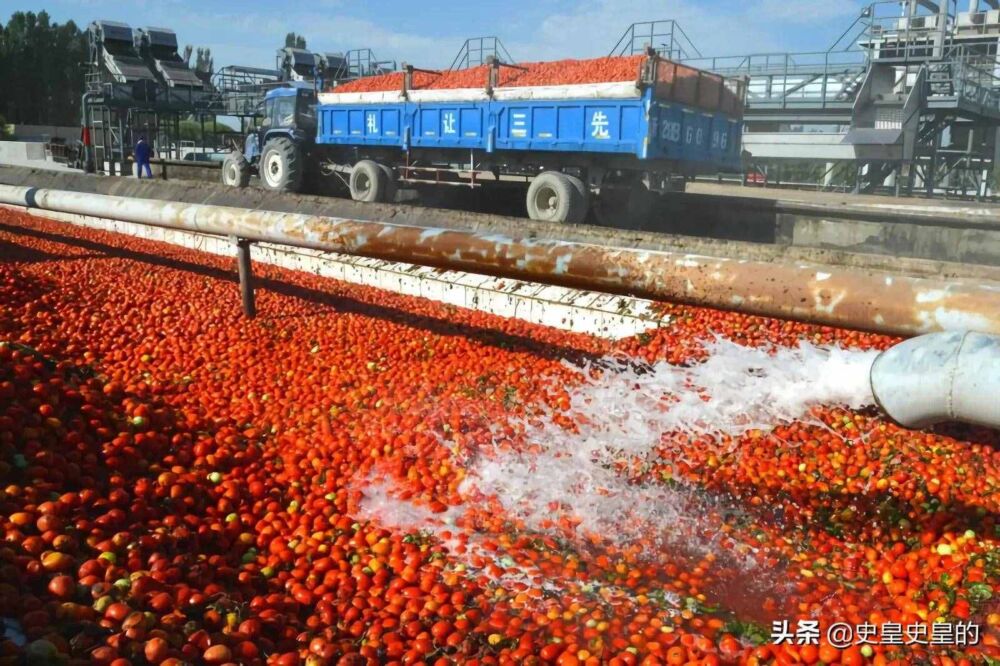 西红柿从明朝就已经传入中国，为何直到清朝才有人敢吃