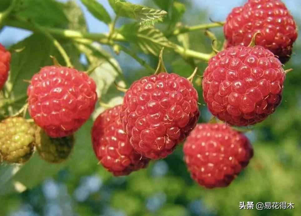 覆盆子、树莓、山莓、茅莓、黑树莓、草莓、桑葚的辨识区别