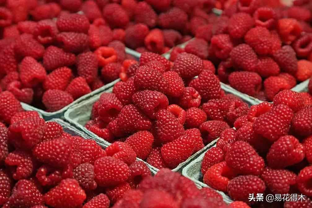 覆盆子、树莓、山莓、茅莓、黑树莓、草莓、桑葚的辨识区别