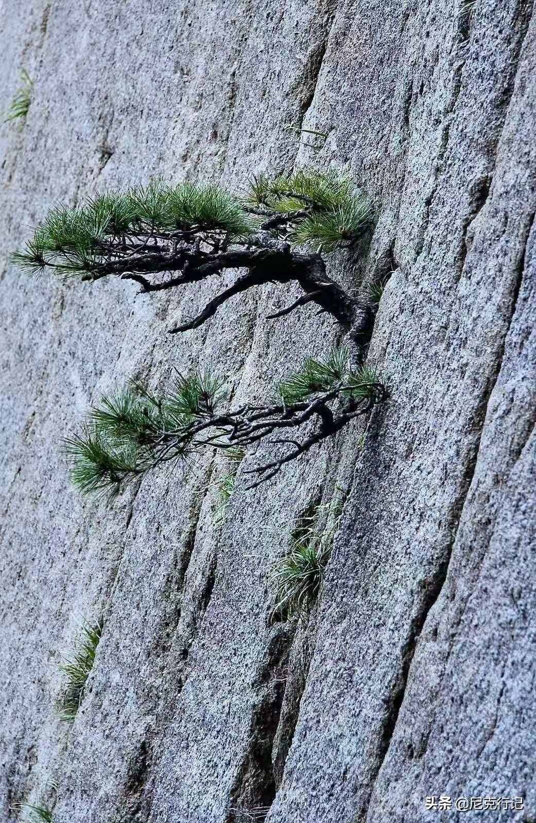 “五岳归来不看山，黄山归来不看岳”，因为一句话踏上黄山之巅