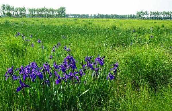 黑龙江省草原面积207万公顷 草原综合植被盖度稳定在75%以上