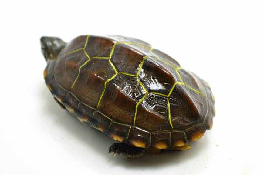 草龟深得宠友喜爱，金线草龟的性别又该如何鉴别呢