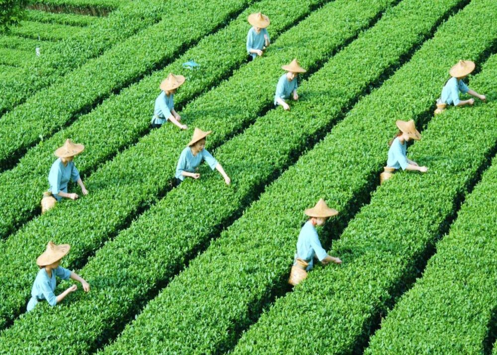 茶百科之解析绿茶的分类