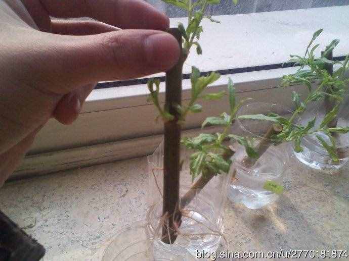 农技：探索植物生长素类似物促进插条生根的适宜浓度！