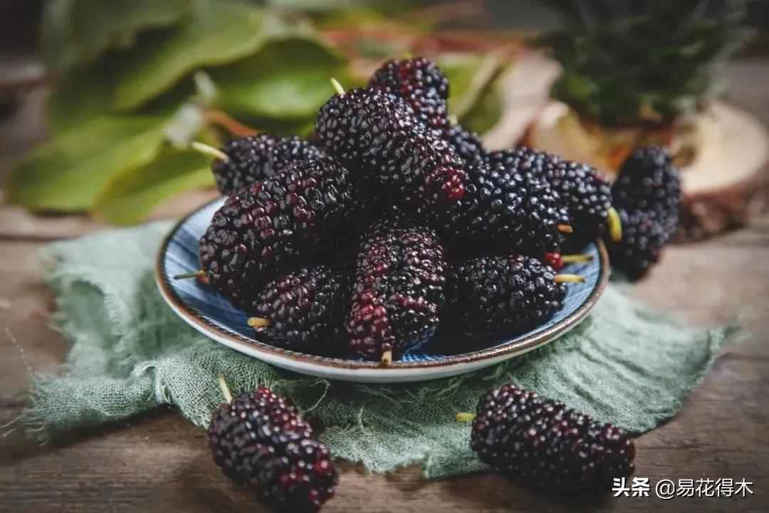 覆盆子、树莓、山莓、茅莓、黑树莓、草莓、桑葚的辨识区别