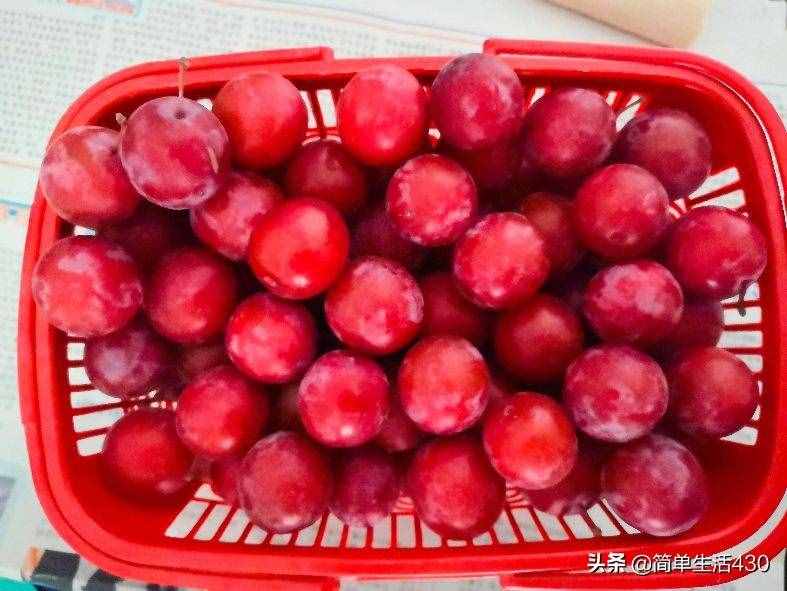 摘红叶李，采摘的是果实，收获的是心情，品尝的是美味
