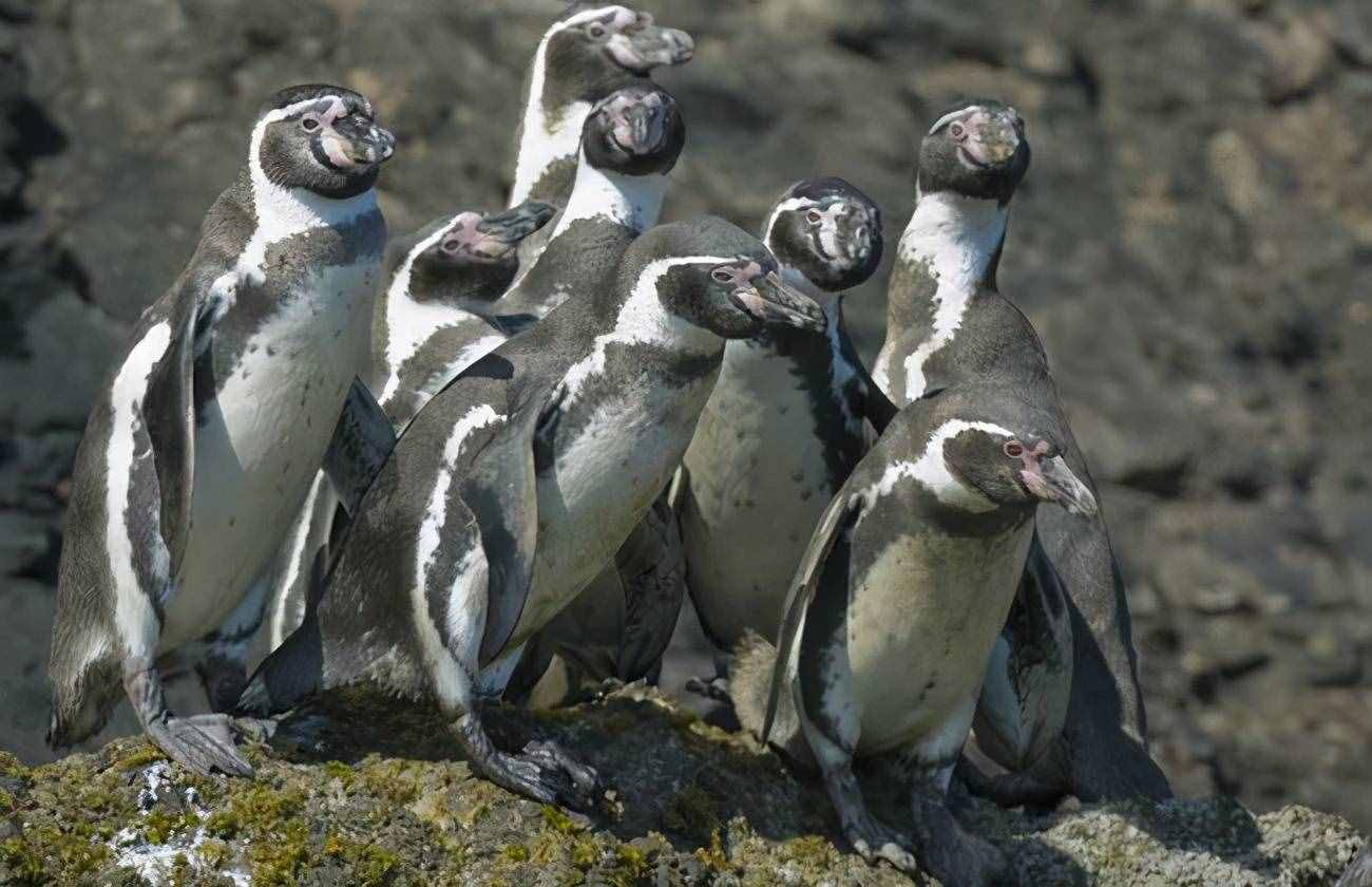 世界上五种企鹅，你可能对企鹅的种类了解不是很多