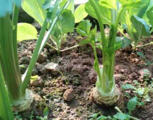 可以盆栽的5种有机快菜，可以持续采收，其中3种富含花青素