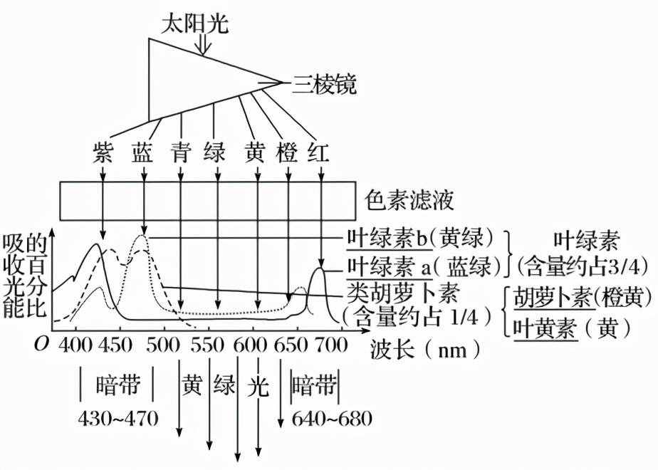 高中生物必修一考点梳理（2）