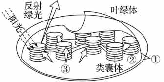 高中生物必修一考点梳理（2）