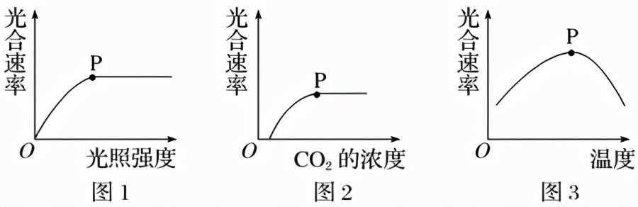 高中生物必修一考点梳理（2）