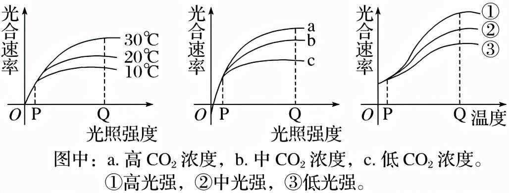 高中生物必修一考点梳理（2）