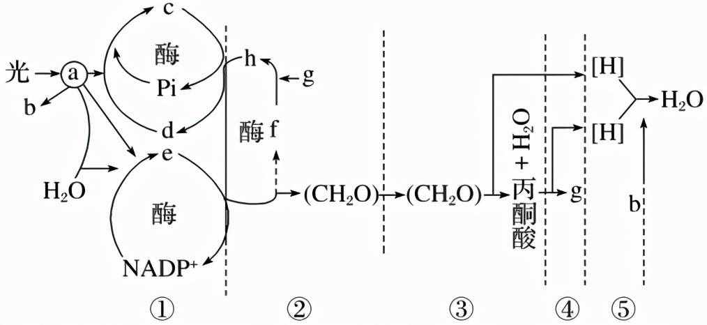 高中生物必修一考点梳理（2）