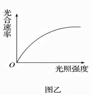 高中生物必修一考点梳理（2）