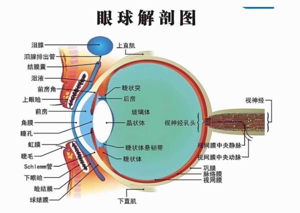 你了解吗？人体含水量最多的器官是哪个