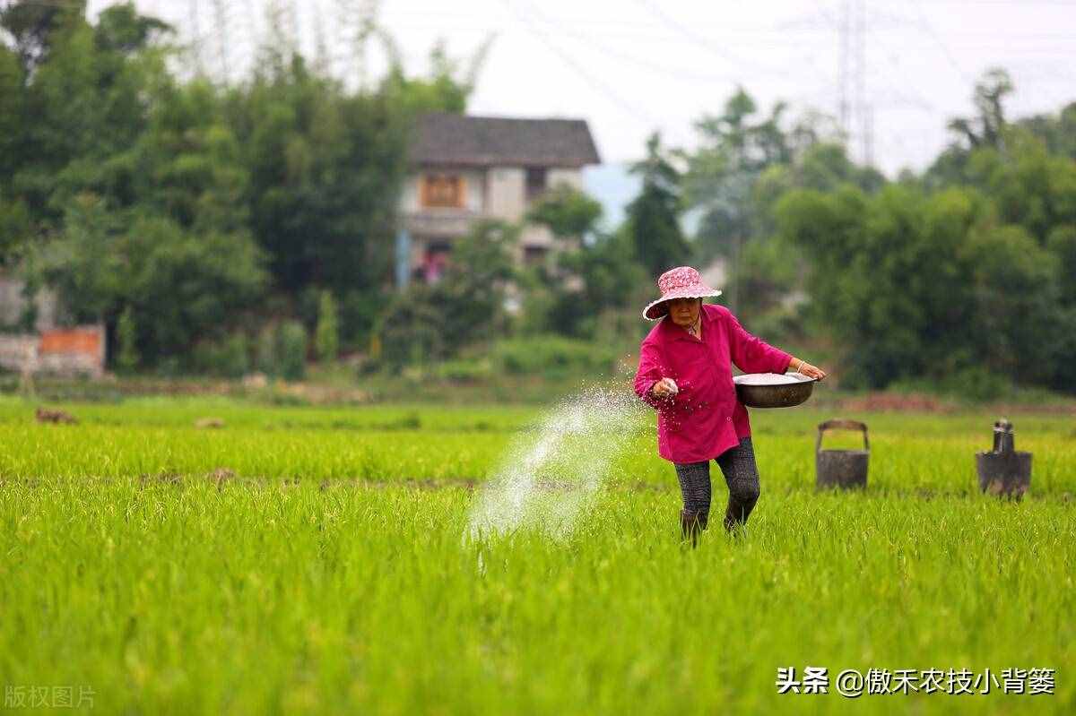 常见氮肥可分为3种，哪种氮肥使用效果好？别再盲目只用尿素了