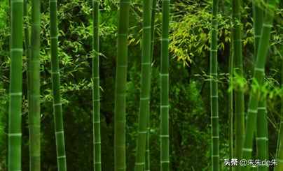 竹碳纤维面料与竹纤维面料有什么区别吗？