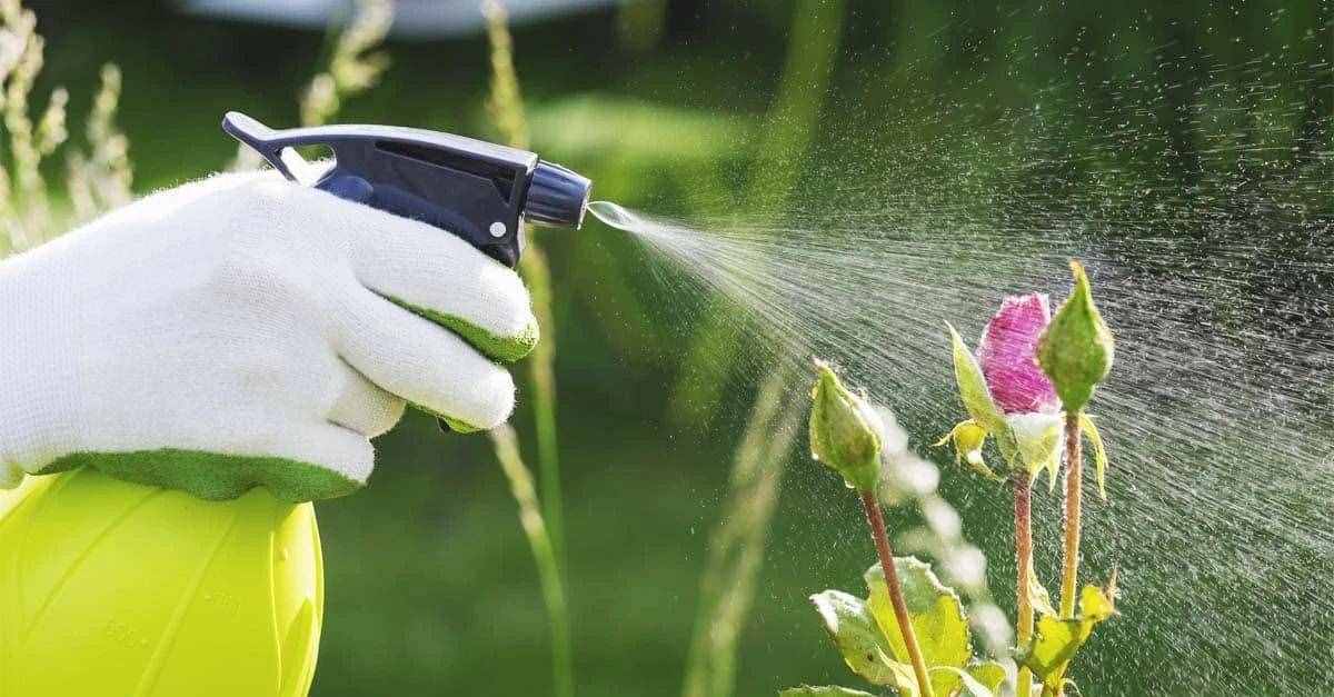 三种在家就能制作的有机杀虫剂，可以清除常见的白粉病、蚜虫