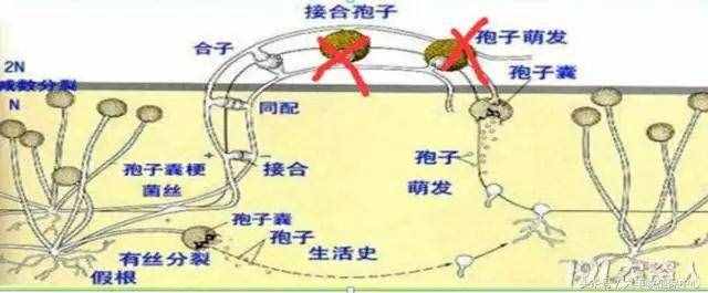 波尔多液怎样配置效果好！又该注意什么！请进~