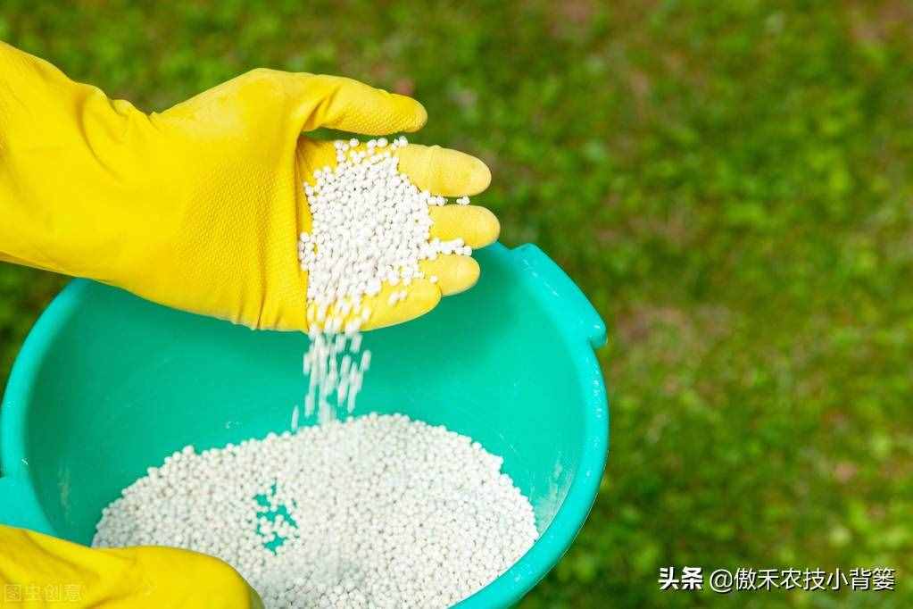 常见氮肥可分为3种，哪种氮肥使用效果好？别再盲目只用尿素了