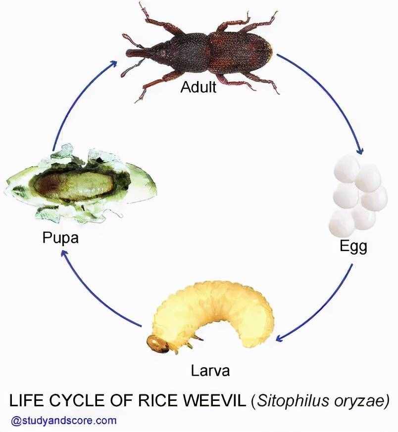 警惕！你吃的大米里可能有虫！现在正是高发季......