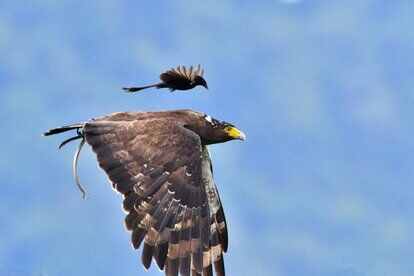 鸟中“平头哥”，俗称“黑铁叉”，被惹必复仇，老鹰也怵它