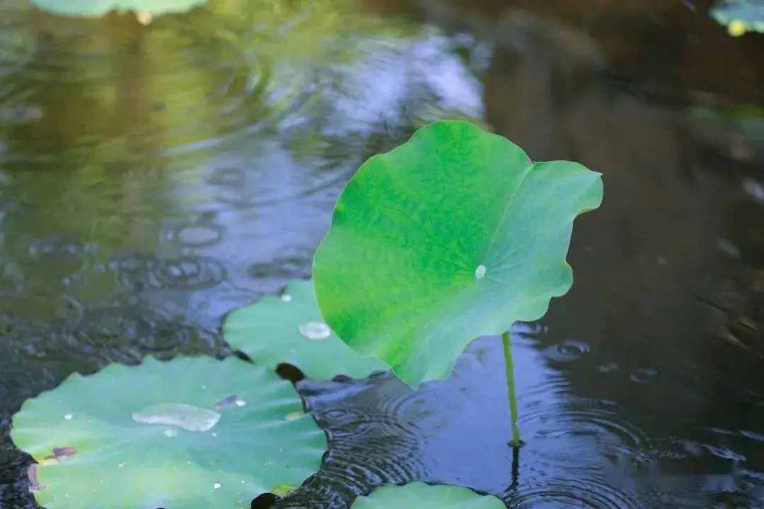 小儿垂钓：蓬头稚子学垂纶，侧坐莓苔草映身