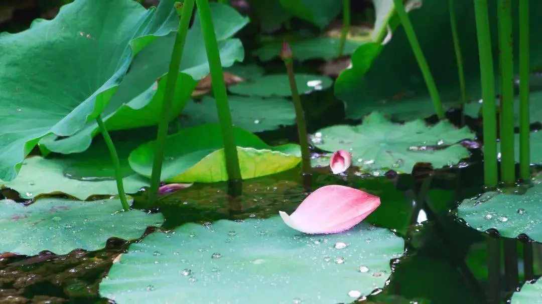 小儿垂钓：蓬头稚子学垂纶，侧坐莓苔草映身