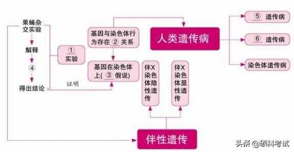 高中生物必修（二）知识点思维导图梳理与总结，收藏好！