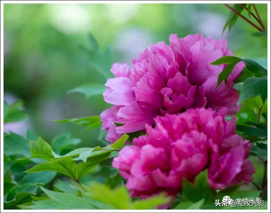 有一个成语叫“国色天香”，专属于一种花：千年古都的牡丹