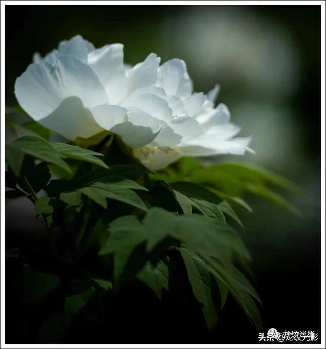 有一个成语叫“国色天香”，专属于一种花：千年古都的牡丹