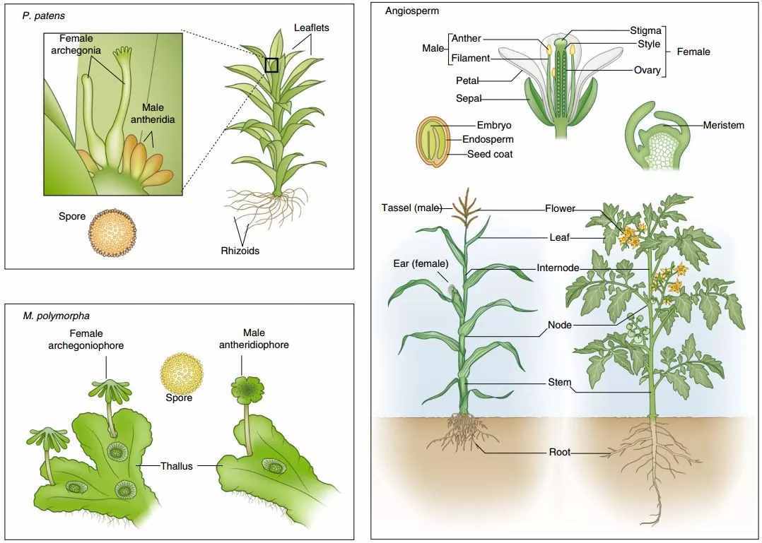 Nature Plants | 陆生植物器官发生和繁殖进化的“遗传密码”