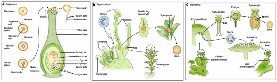 Nature Plants | 陆生植物器官发生和繁殖进化的“遗传密码”