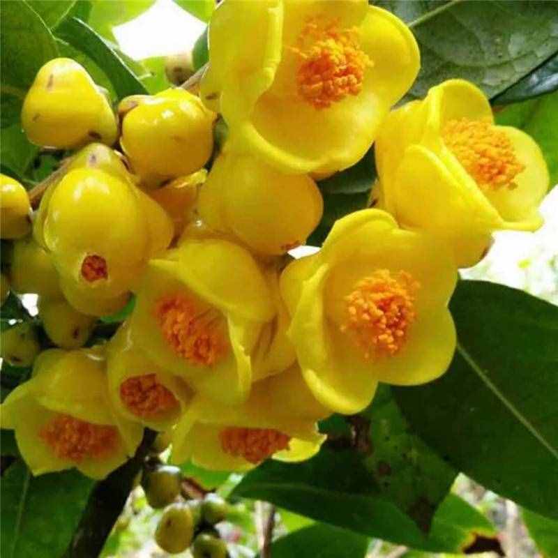 此茶花被誉为“植物大熊猫”，色泽金黄，芳香四溢，平常很难遇到