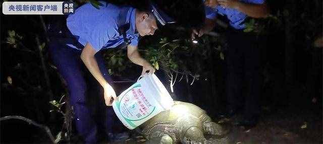 长约90公分，200斤重巨龟现身三亚红树林，还流着泪，究竟怎么了