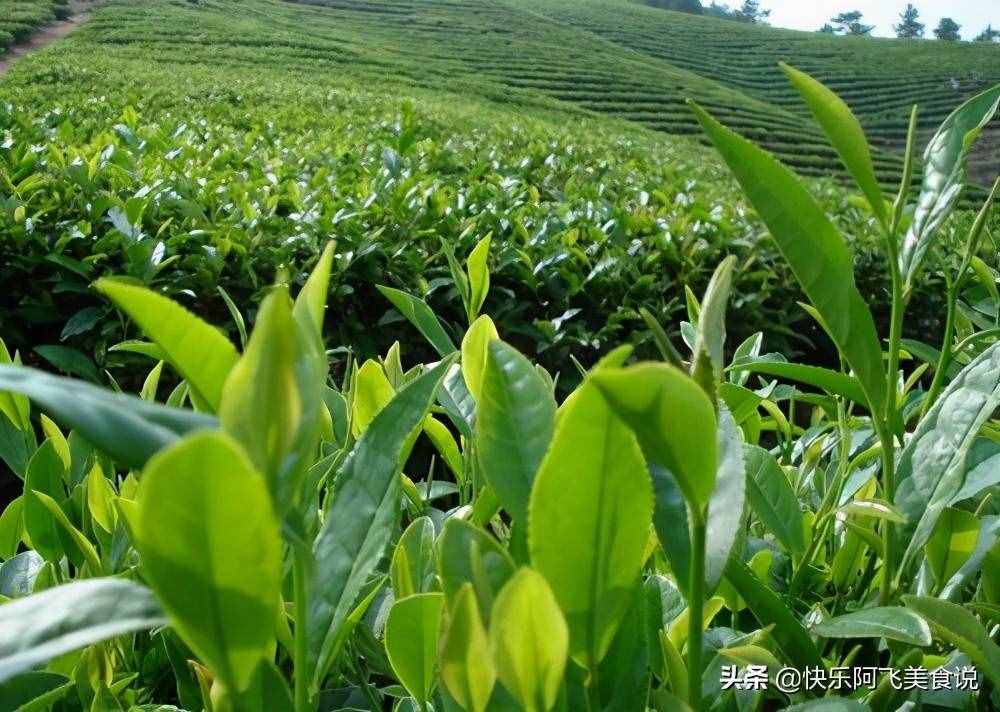 为什么斯里兰卡锡兰茶被认为是“世界上最干净的茶叶”