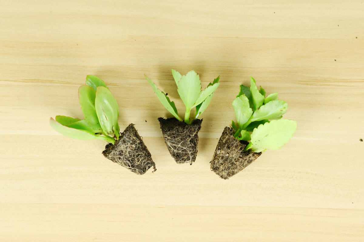 植物的5大生长阶段，每一时期养护方法都不一样，你知道吗？