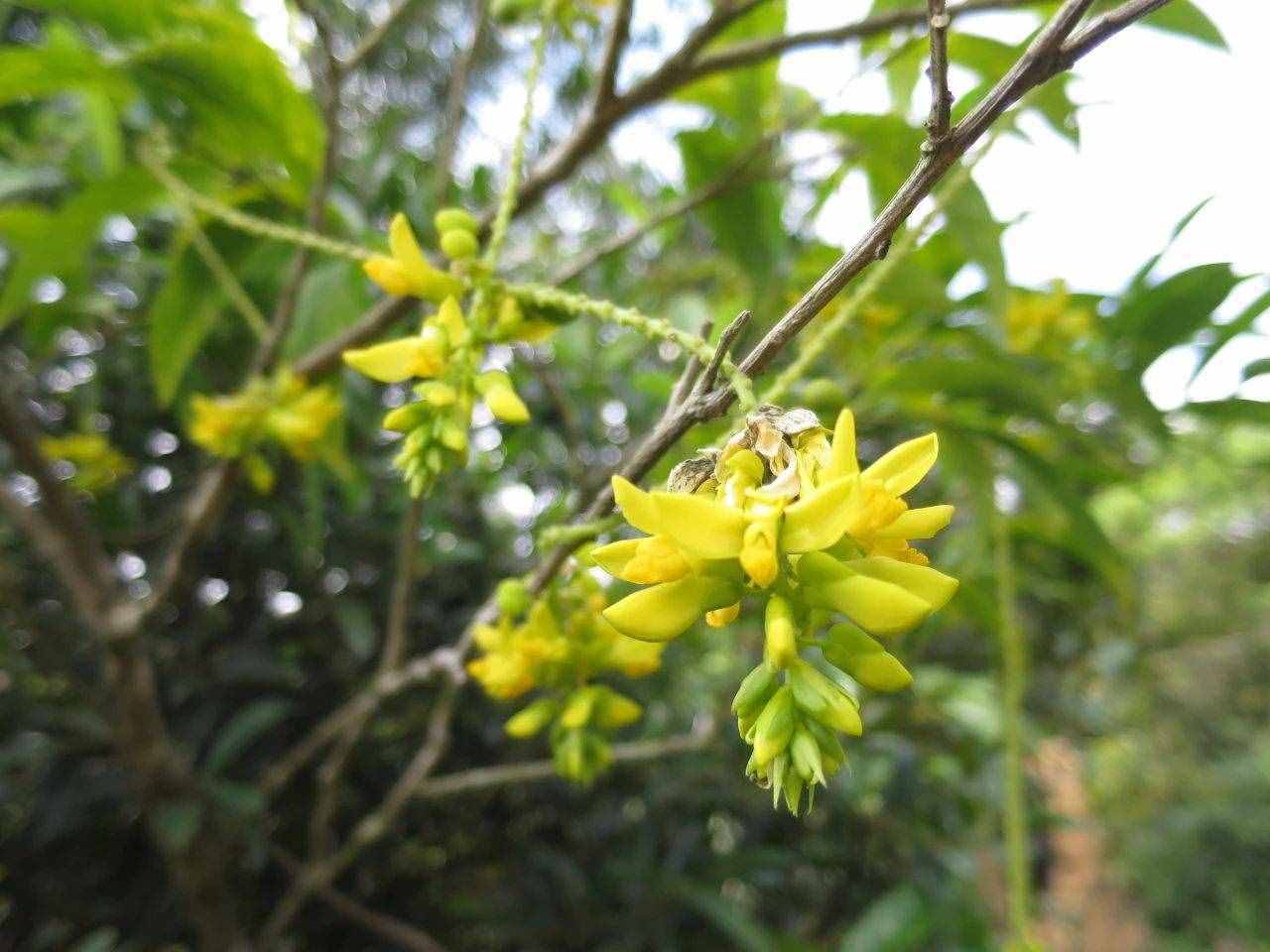 美丽清香的法国香水花，和断肠草是“亲戚”，诱人或致命的植物