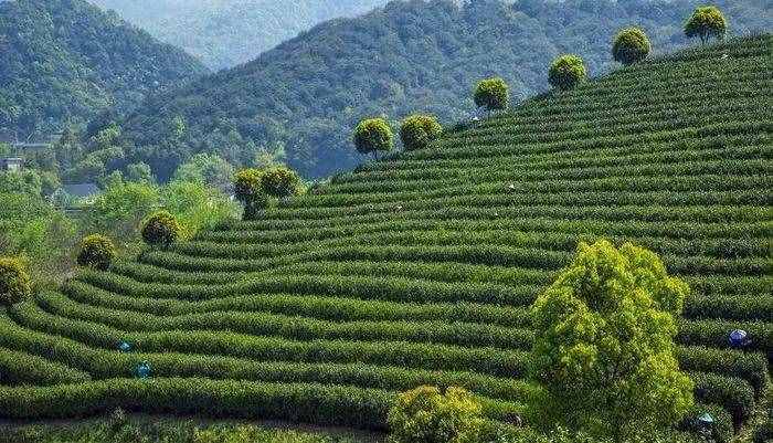 少有人知的龙井茶历史 应广为人知的龙井茶产区 都知道才真明了