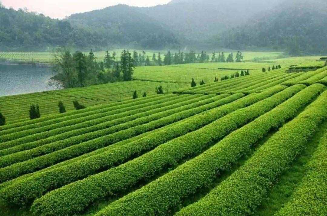 少有人知的龙井茶历史 应广为人知的龙井茶产区 都知道才真明了