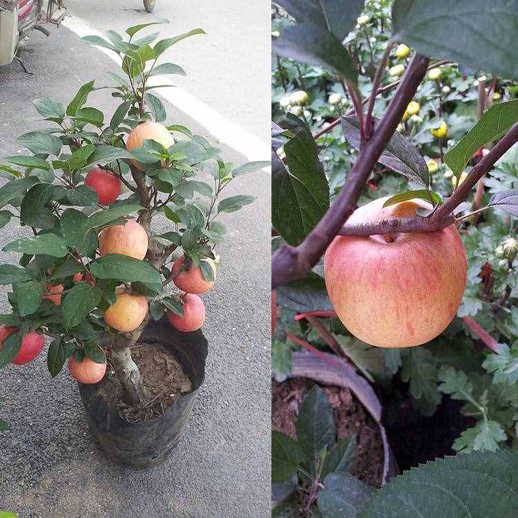 3款常见果树，现在居家盆栽“矮化种”，年年都能开花结果子
