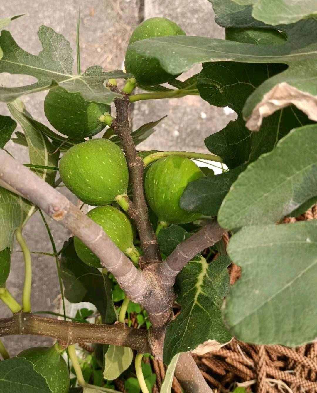 3款常见果树，现在居家盆栽“矮化种”，年年都能开花结果子