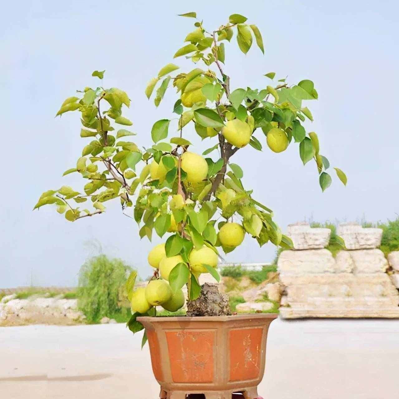 3款常见果树，现在居家盆栽“矮化种”，年年都能开花结果子